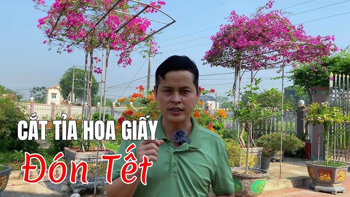 Cách làm hoa giấy nở rộ đúng Tết Nguyên đán 2024, thời điểm nào cắt tỉa và ép nước hoa giấy . - YouTube