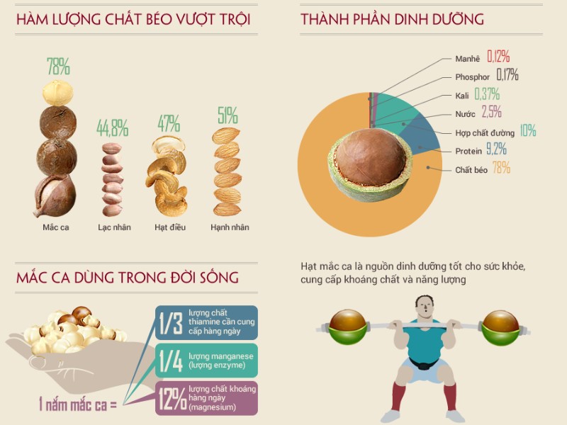 Hàm lượng dinh dưỡng có trong quả mắc ca