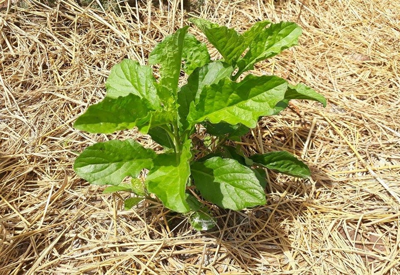 Lá cây cải trời khá to