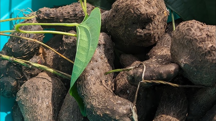 “Báu vật” dưới lòng đất này tốt ngang tổ yến, trồng trong chậu vừa làm cảnh vừa cho củ ăn - 4