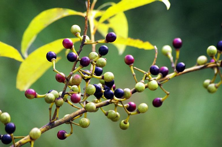 Qua tìm hiểu, màng tang có tên khoa học là Litsea cubeba Pers và thuộc họ long não