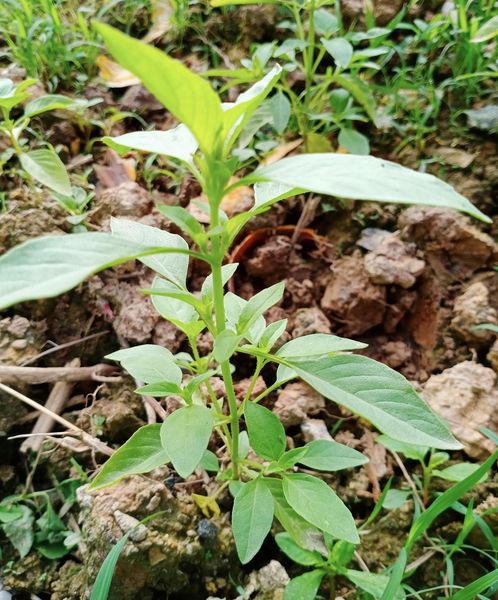 Loại rau tỏa mùi hương nhưng ít ai biết tới công dụng chữa bệnh tuyệt vời, nhiều người không biết lại nhổ bỏ - Ảnh 4.