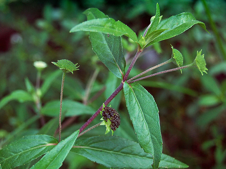 Cỏ nhọ nồi