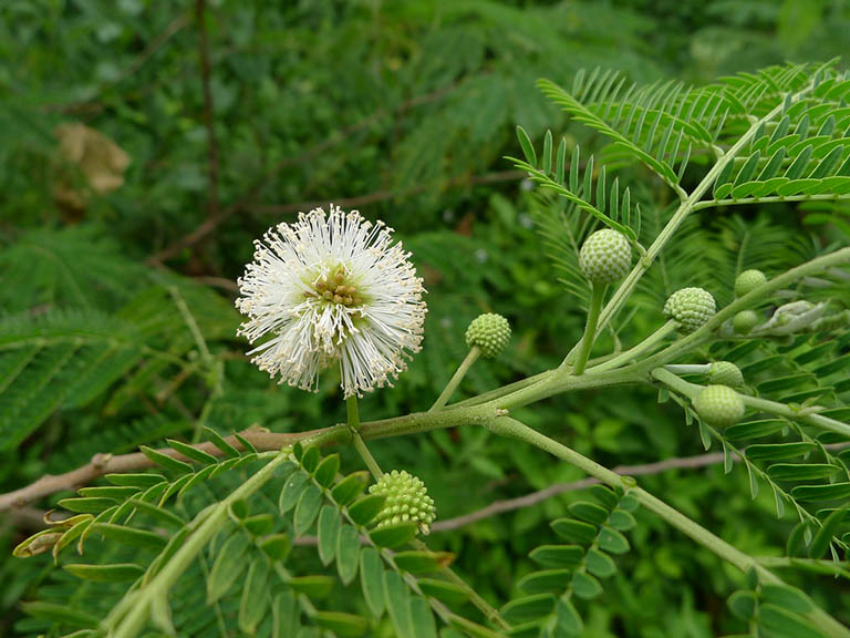 cây keo dậu