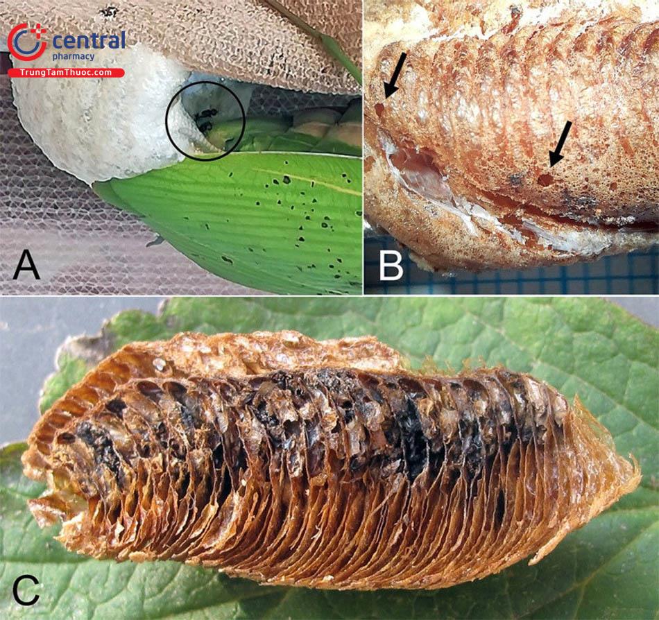 Hình 3: Đặc điểm của Ootheca Mantidis