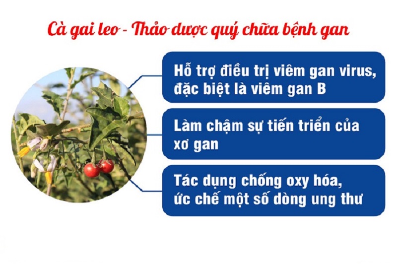 Những công dụng của cây cà gai leo đối với điều trị bệnh gan