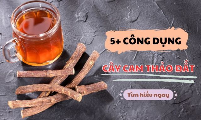 Cam thảo đất dược liệu quý trong dân gian