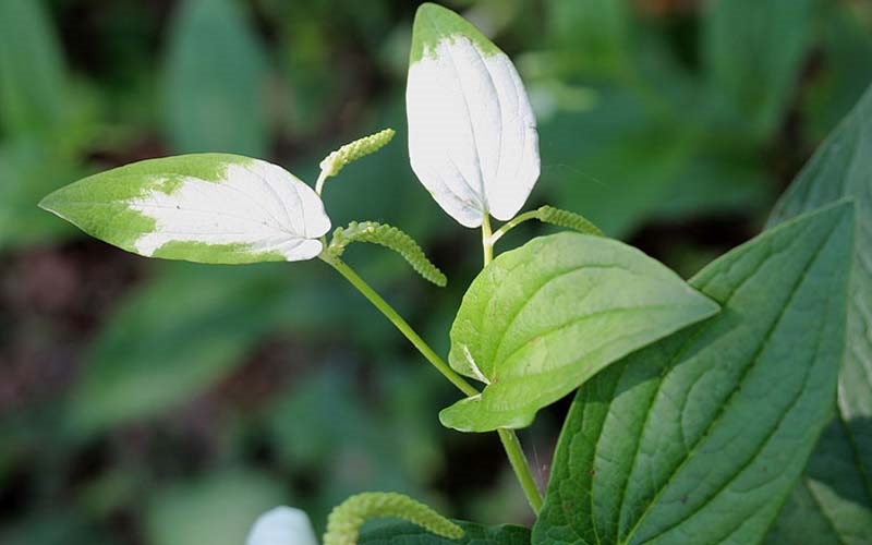 Cây hàm ếch không những là loại rau rừng ngon mà còn là cây thuốc nam điều trị bệnh viêm thận, phù thận, phù toàn thân rất tốt