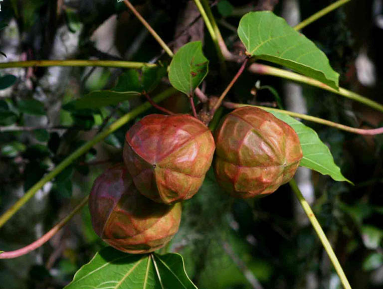 cây trẩu