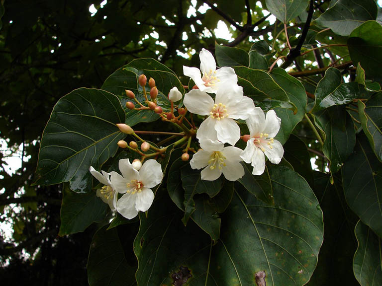 cây trẩu