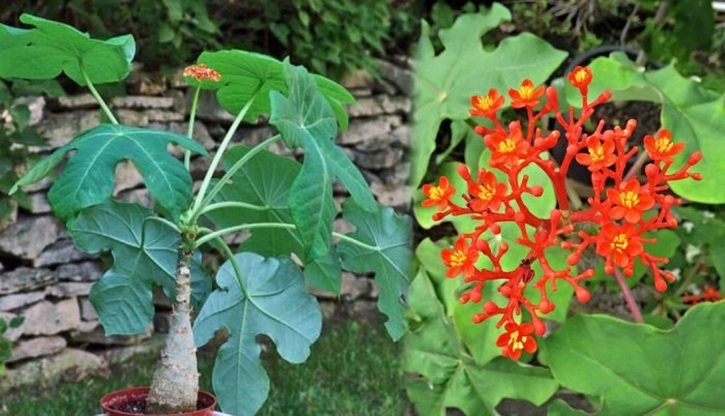 cây ngô đồng 4