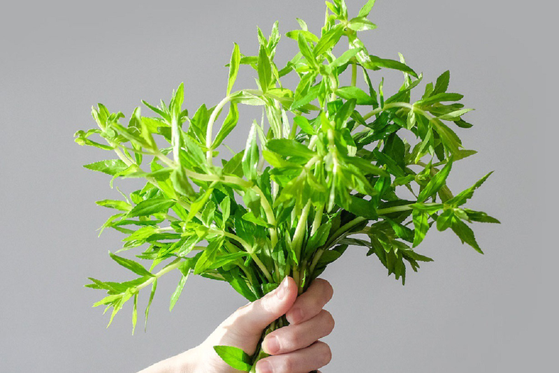 Giải đáp: Rau om có những công dụng tuyệt vời gì? 1