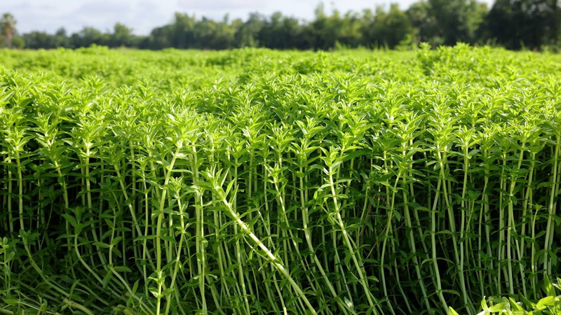 Rau om có những công dụng tuyệt vời gì? 1