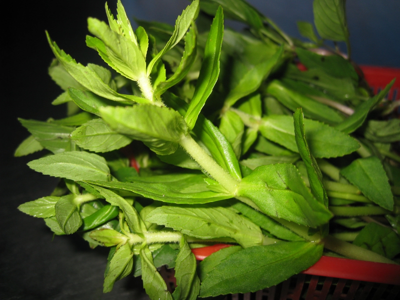 Giải đáp: Rau om có những công dụng tuyệt vời gì? 3