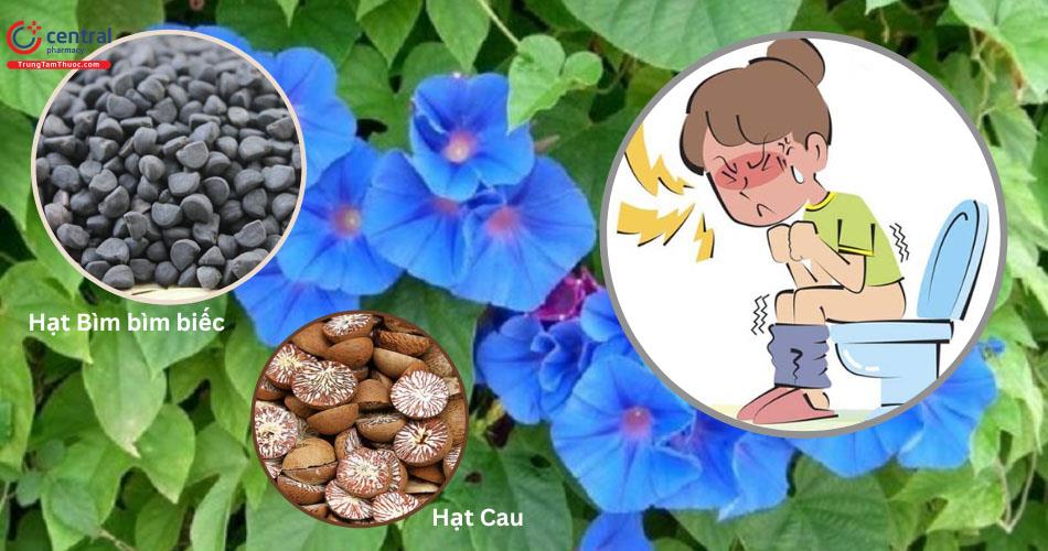 Bài thuốc từ Bìm bìm giúp trị táo bón