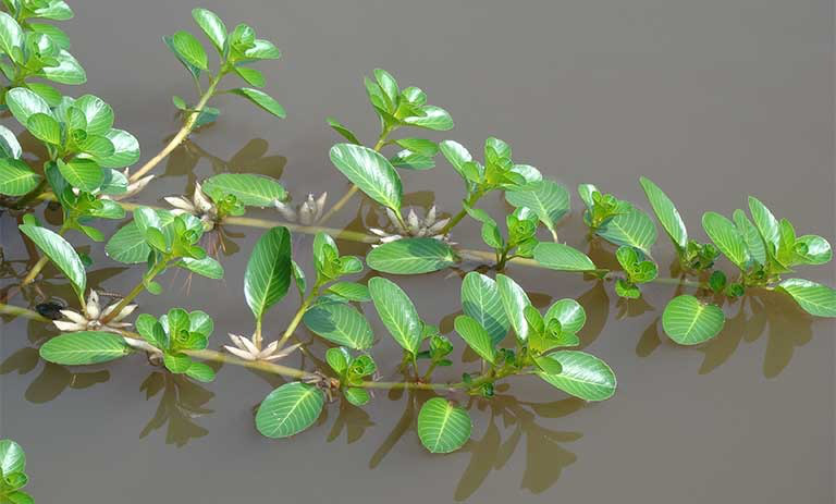 mot-so-loai-cay-thuoc-nam-la-tri-gioi-leo-1.jpg