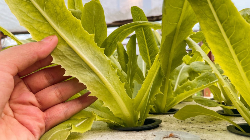  Rau diếp thơm có tác dụng gì? Thành phần dinh dưỡng trong diếp thơm 2