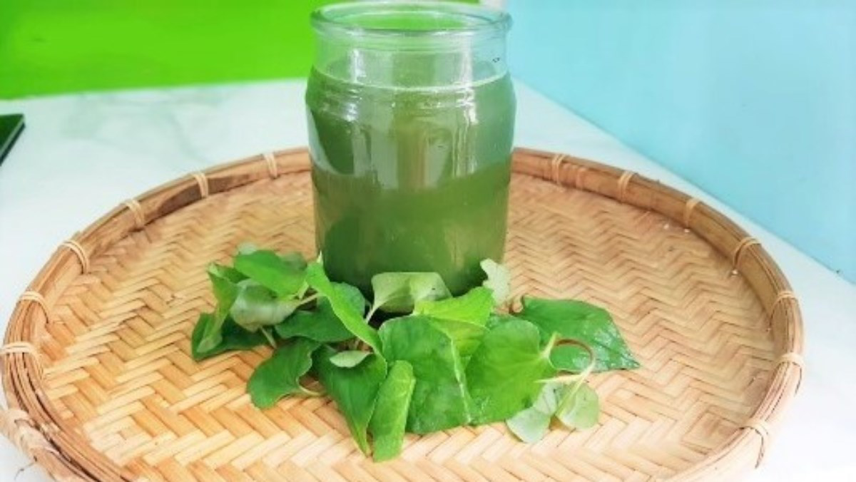 Dược liệu diếp cá