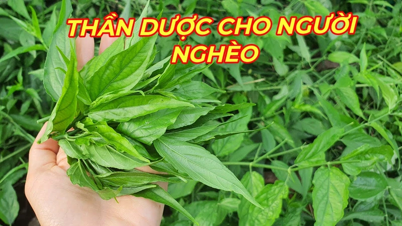 cây xương khỉ 2