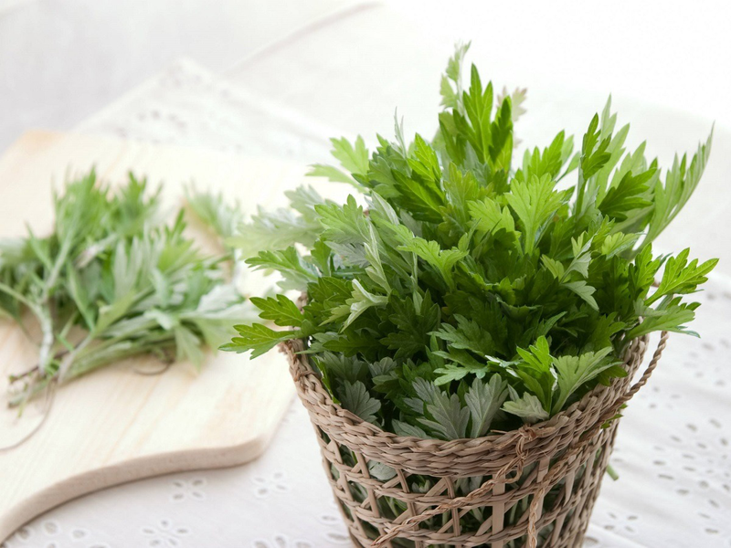 Rau ngải cứu và những công dụng tuyệt vời 2