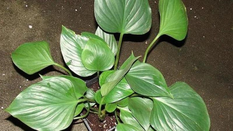 Thiên niên kiện chứa khoảng 0.8 – 1% tinh dầu