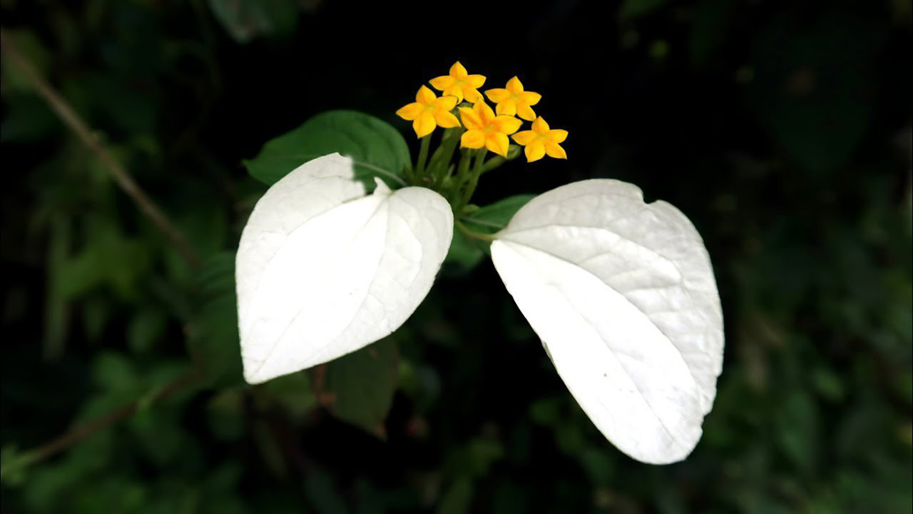 cây bướm bạc 1