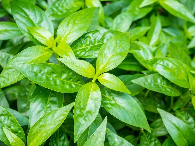 Xuyên tâm liên là gì? Có nên tự uống Xuyên tâm liên điều trị Covid-19 không? 1