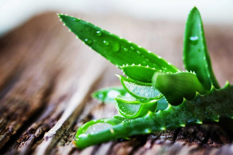 Bài thuốc đơn giản dùng nha đam chữa trào ngược dạ dày 1
