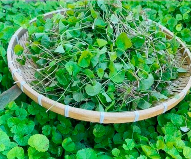 Cȃy dại quanh bờ rào ᵭược ví như amp;#34;nhȃn sȃm, thuṓc bổamp;#34;, nay thành ᵭặc sản làm ᵭủ món ngon, tṓt cho sức khoẻ - 1