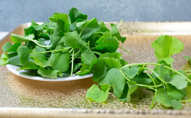 Cȃy dại quanh bờ rào ᵭược ví như amp;#34;nhȃn sȃm, thuṓc bổamp;#34;, nay thành ᵭặc sản làm ᵭủ món ngon, tṓt cho sức khoẻ - 3