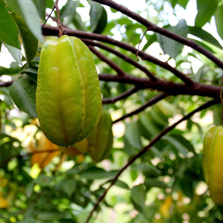 Khế có tính kháng khuẩn tự nhiên