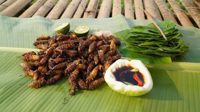 Ngoài nguy cơ ngộ ᵭộc, ve sầu còn dễ bị dị ứng gȃy nguy hiểm khi dùng. Ảnh minh họa. 