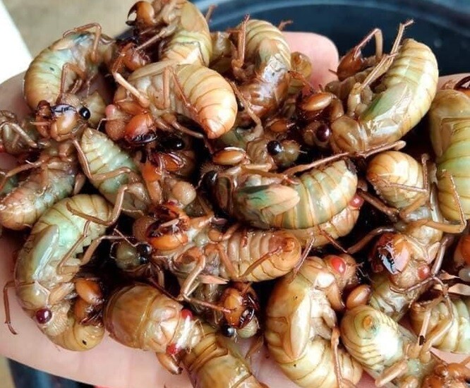 Ve sầu có giá ᵭắt ᵭỏ, giàu protein nhưng lại rất nguy hiểm vì dễ nhiễm nấm. Ảnh minh họa. 