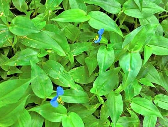 Cỏ thài lài trắng (hay còn gọi là rau trai trắng) là loại cây mọc hoang ở nhiều nơi ẩm ướt, thường bị nhổ bỏ do không mang lại giá trị kinh tế cao. 