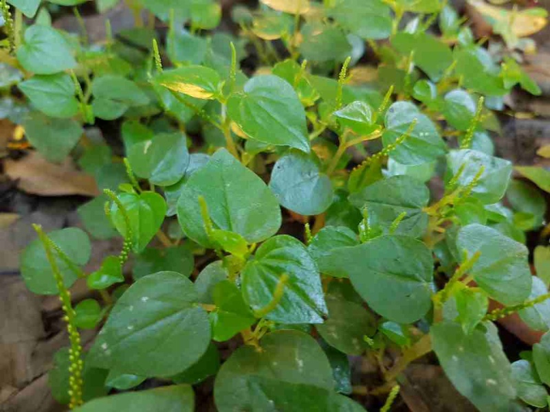 Rau càng cua chứa các vitamin và khoáng chất tốt cho cơ thể 