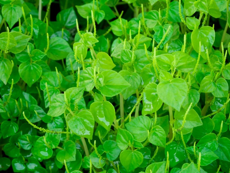  Chống viêm là một trong những công dụng của rau càng cua