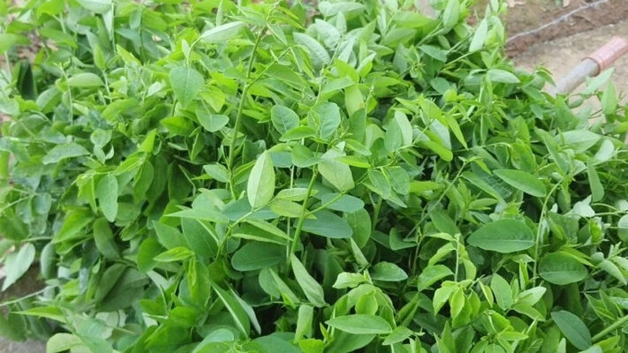 Rau ngót quen thuộc với nhiều người Việt. (Ảnh từ VOV)