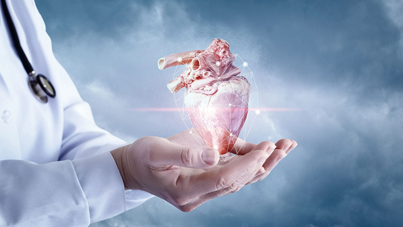 Hàm lượng chất xơ chứa trong khoai sọ có tác dụng giảm Cholesterol, từ đó giúp ổn định nhịp tim và ngăn ngừa các bệnh mạn tính 