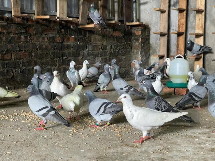 Chế độ ăn cũng được điều chỉnh để đảm bảo sức khỏe cho đàn chim. 