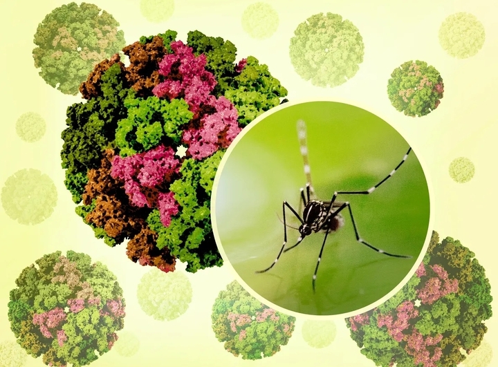 Virus chikungunya lây lan qua muỗi Aedes. (Ảnh: Báo Tin tức)