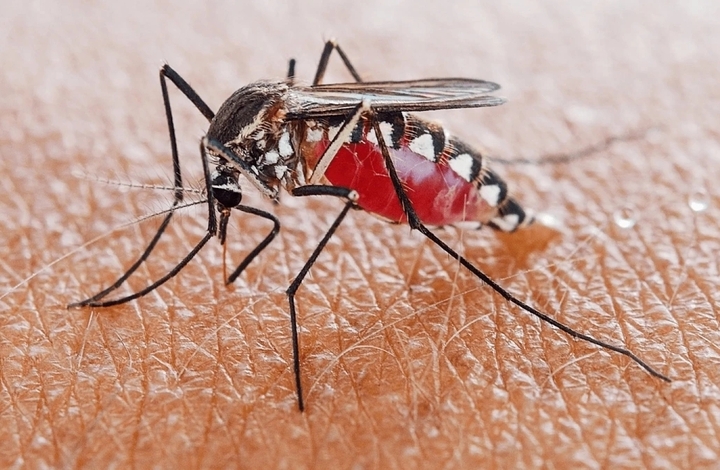 Muỗi Aedes (véc tơ truyền bệnh) đang vào thời kỳ cao điểm là yếu tố khiến dịch bệnh có thể lây lan diện rộng. (Ảnh minh hoạ)