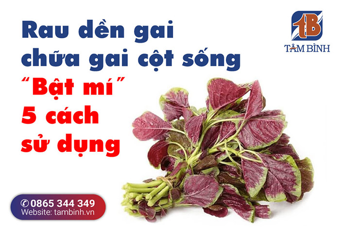 Rau dền gai chữa gai cột sống 