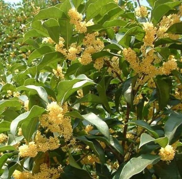 Cây mộc hương, hay còn gọi là cây quế hoa, là loại cây lâu năm với tuổi thọ có thể lên tới cả trăm năm, trồng càng lâu giá trị càng cao.