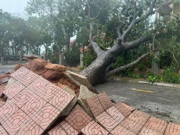 Bão Bualoi: Tường sập, cây đổ, lở đường và mưa ngập - Ảnh 1.
