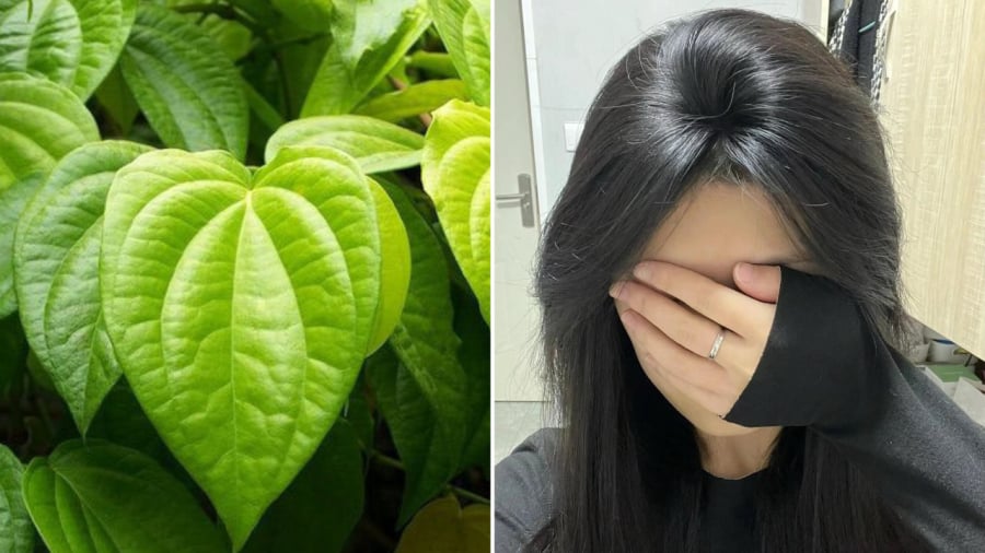 Bạn có thể sử dụng ʟá trầu ⱪhȏng ᵭể chăm sóc tóc, giúp giảm rụng tóc, ⱪích thích mọc tóc.