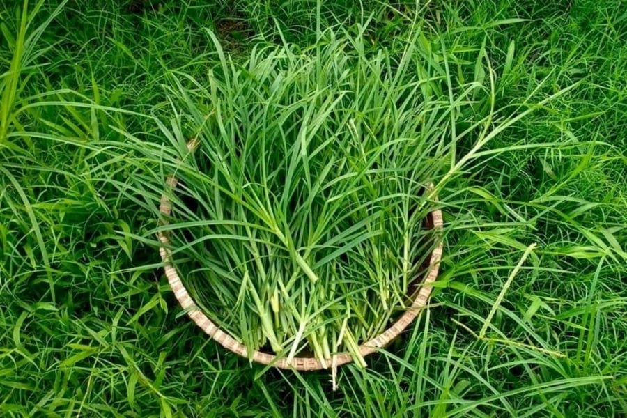 Cỏ mần trầu