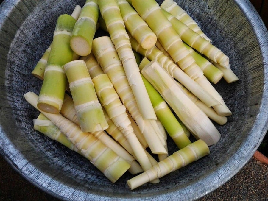 Măng chứa độc tố tự nhiên nên cần lưu ý khi chế biến