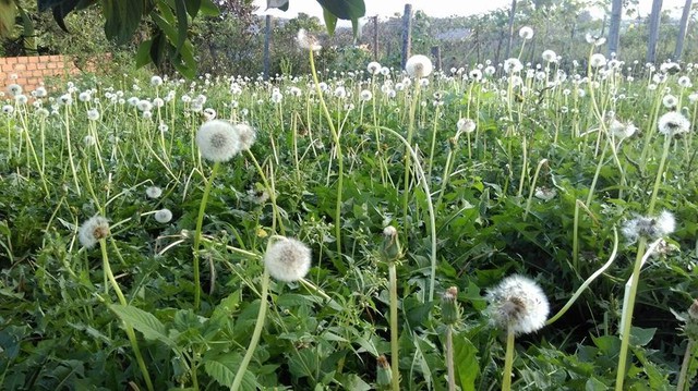 Bṑ cȏng anh có chứa rất nhiḕu thành phần dinh dưỡng.