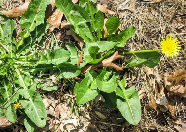 Bṑ cȏng anh là dược liệu có nhiḕu cȏng dụng ᵭṓi với sức khỏe con người.