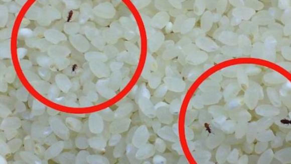 mọt gạo, bí quyḗt mua gạo ngon, mẹo vặt